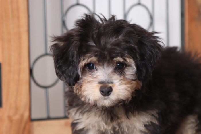 Marley- Magnificent Male Morkie Puppy - Image 2