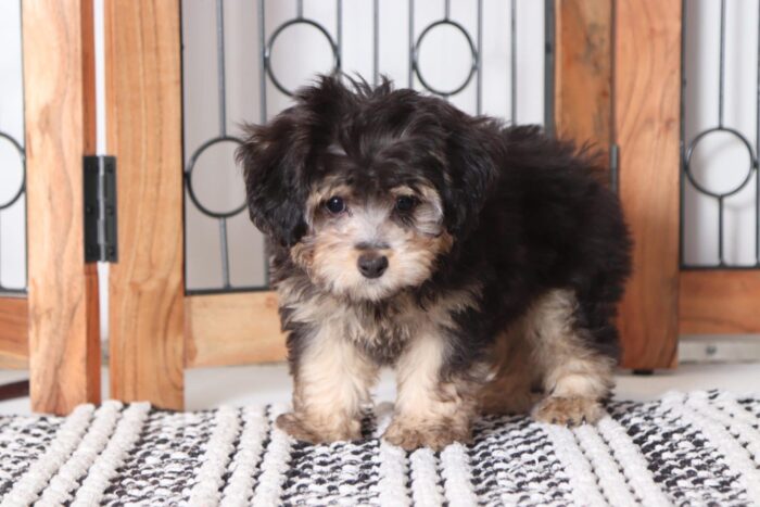 Marley- Magnificent Male Morkie Puppy - Image 4