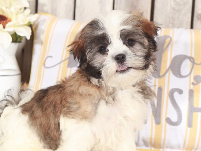 Marsh - Awesome Malshi Puppy