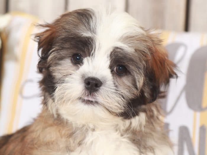 Marsh - Awesome Malshi Puppy - Image 4