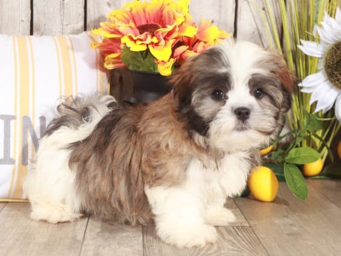 Marsh - Awesome Malshi Puppy - Image 3