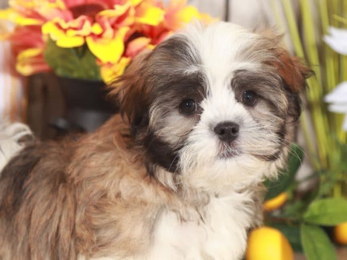 Marsh - Awesome Malshi Puppy - Image 2