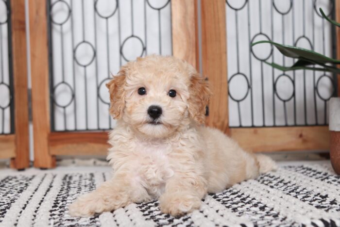 Martin- Darling Little Male Cavapoo Puppy