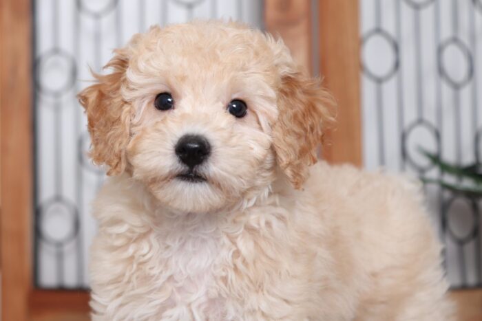 Martin- Darling Little Male Cavapoo Puppy - Image 2