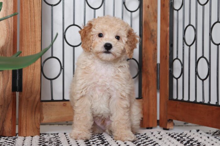 Martin- Darling Little Male Cavapoo Puppy - Image 3
