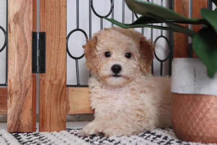 Martin- Darling Little Male Cavapoo Puppy - Image 4