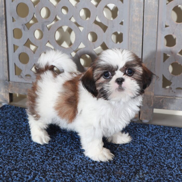 Mary-Beautiful  ACA Shih-Tzu Puppy - Image 5