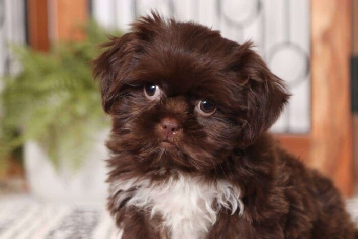 Maverick - Great Little Male CKC Chocolate Shi-Tzu Puppy - Image 2