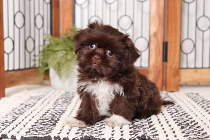 Maverick - Great Little Male CKC Chocolate Shi-Tzu Puppy - Image 3