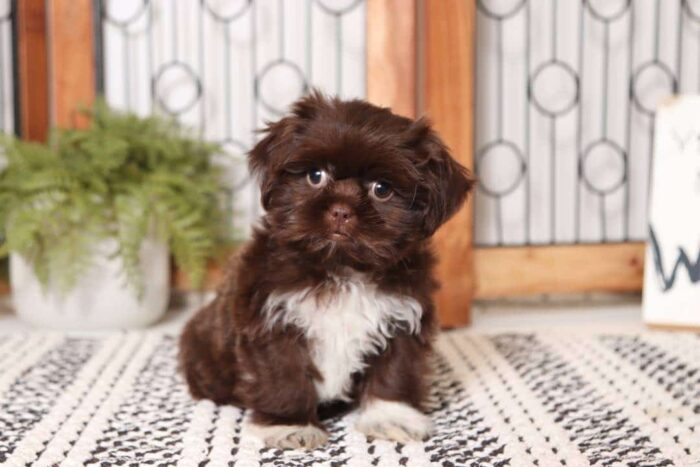 Maverick - Great Little Male CKC Chocolate Shi-Tzu Puppy - Image 4