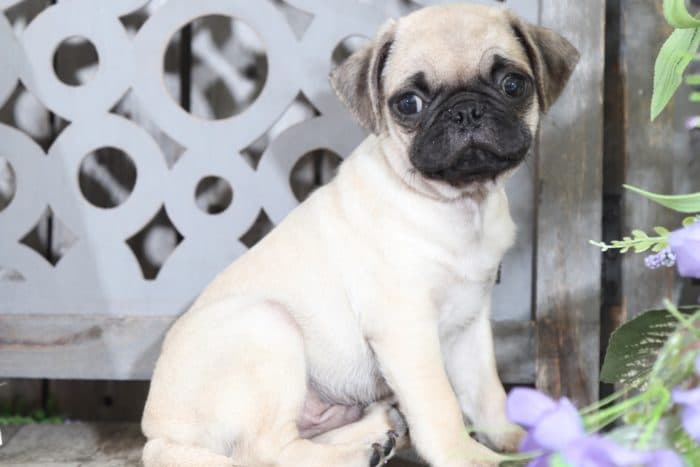 Max - Little, Pudgy, Fawn, AKC Pug