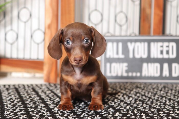 Max- Fun Little Male ACA Short Haired Dachshund Puppy