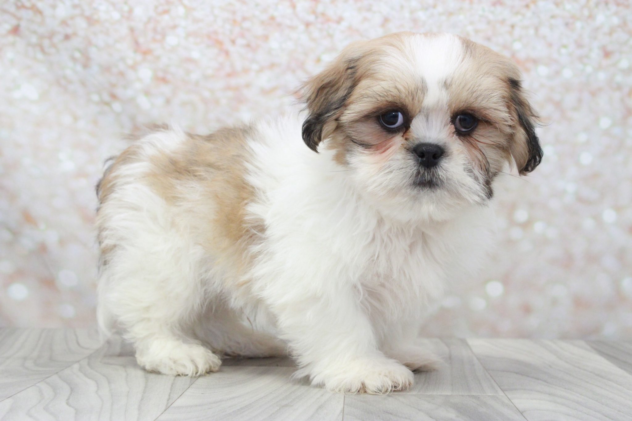 Max- Outgoing Little Male Shih-Tzu Puppy