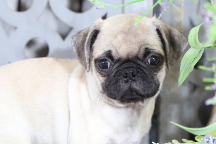 Max - Little, Pudgy, Fawn, AKC Pug - Image 2