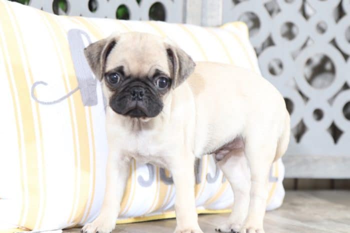 Max - Little, Pudgy, Fawn, AKC Pug - Image 4