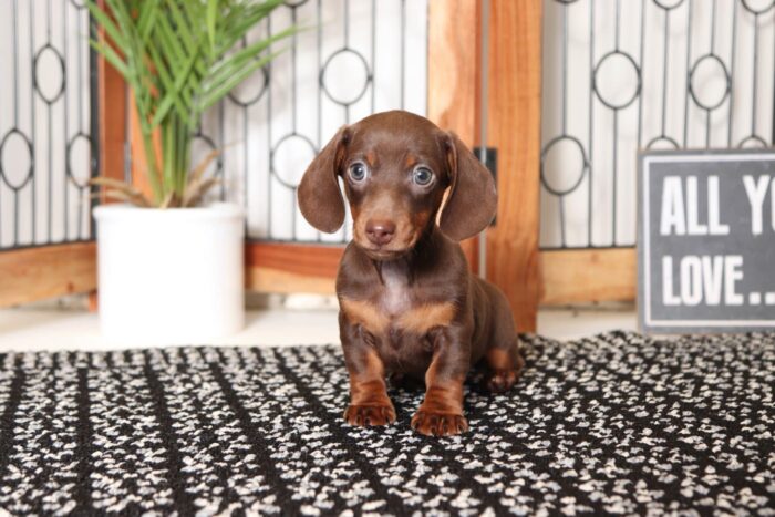 Max- Fun Little Male ACA Short Haired Dachshund Puppy - Image 4