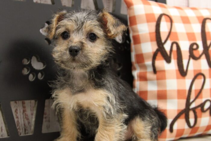 Mazi- Cute Female Yorkipoo Puppy - Image 5