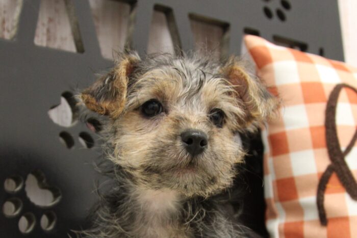 Mazi- Cute Female Yorkipoo Puppy - Image 4