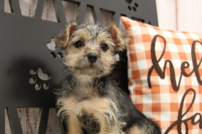 Mazi- Cute Female Yorkipoo Puppy