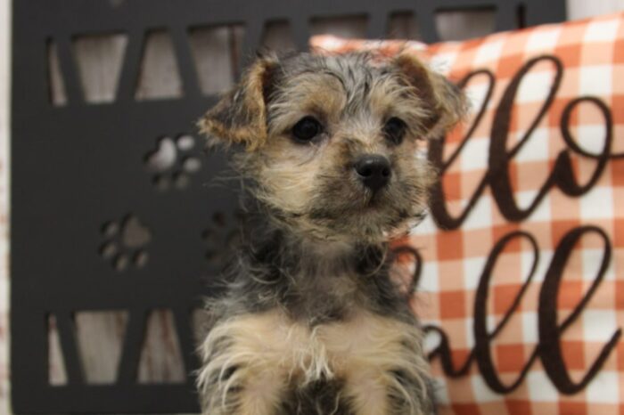 Mazi- Cute Female Yorkipoo Puppy - Image 3