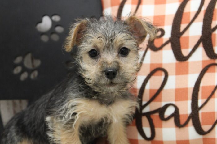 Mazi- Cute Female Yorkipoo Puppy - Image 2
