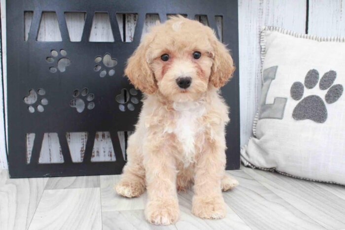 Melvin- Playful Apricot Male Poochon Puppy