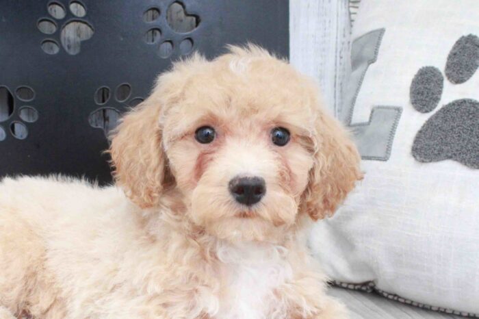 Melvin- Playful Apricot Male Poochon Puppy - Image 3