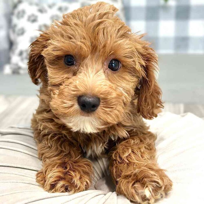 Meredith - Affectionate Cavapoochon Puppy For Sale in Georgia