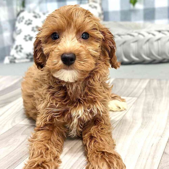 Meredith - Affectionate Cavapoochon Puppy For Sale in Georgia - Image 2