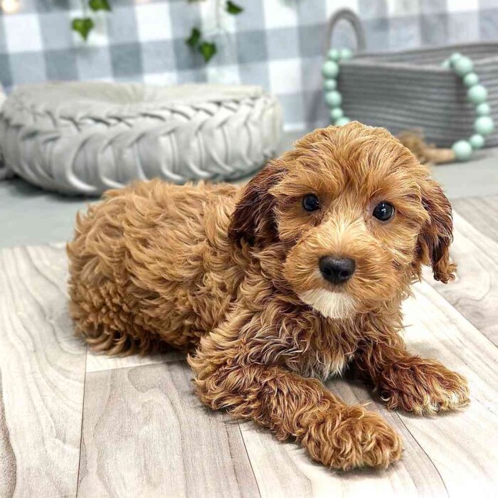 Meredith - Affectionate Cavapoochon Puppy For Sale in Georgia - Image 5