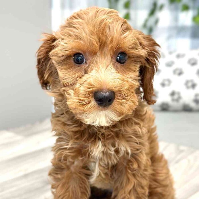 Meredith - Affectionate Cavapoochon Puppy For Sale in Georgia - Image 4