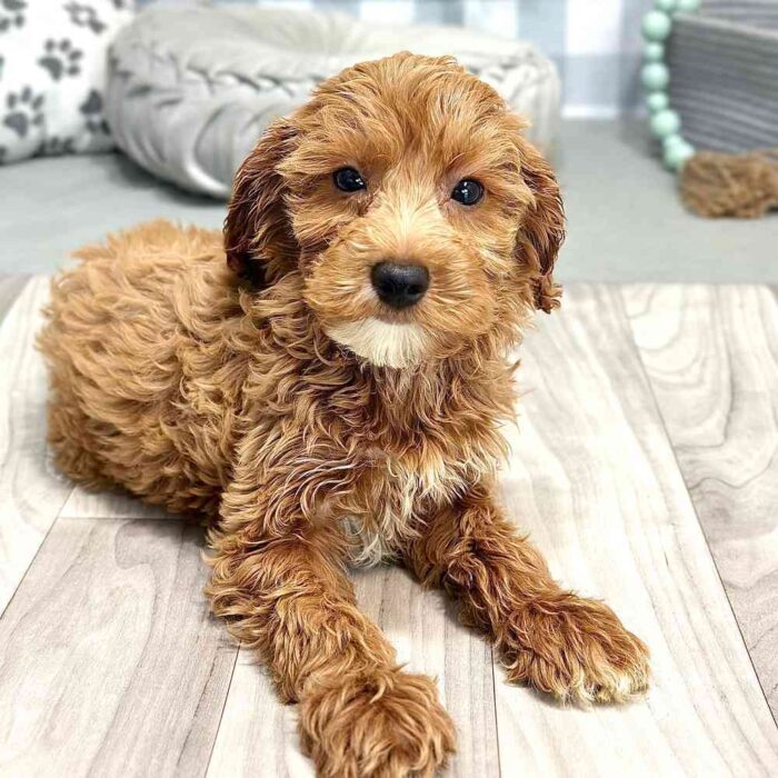 Meredith - Affectionate Cavapoochon Puppy For Sale in Georgia - Image 3