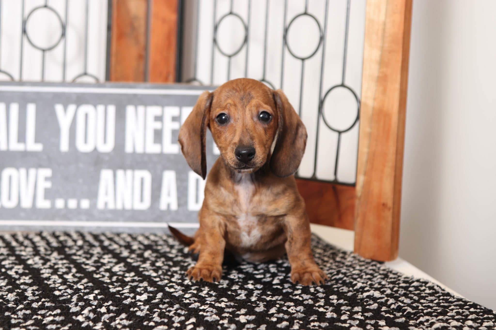 Merrick- Happy Little Male ACA Dachshund Puppy