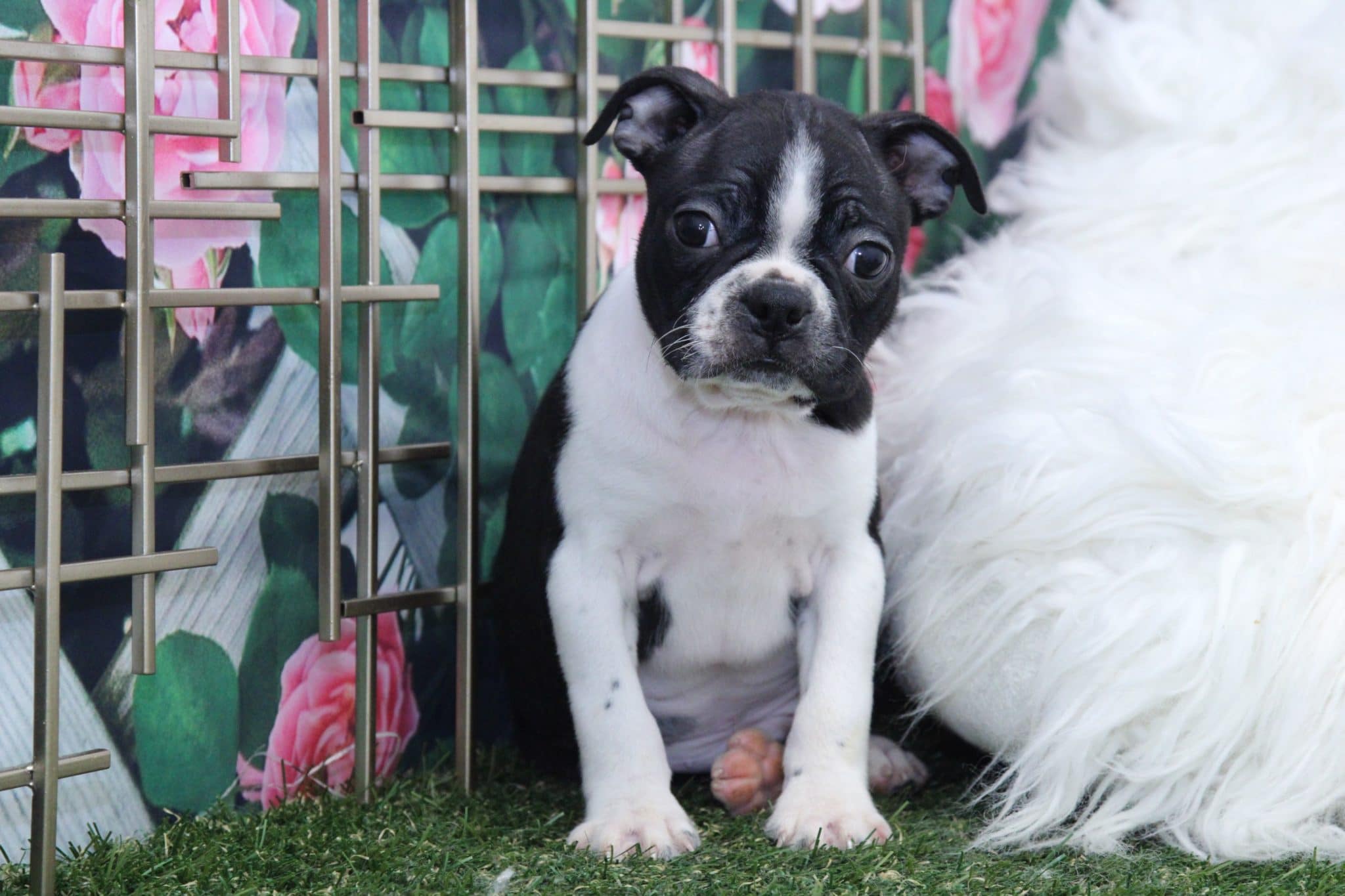 Mew - Cute Male Boston Terrier Puppy