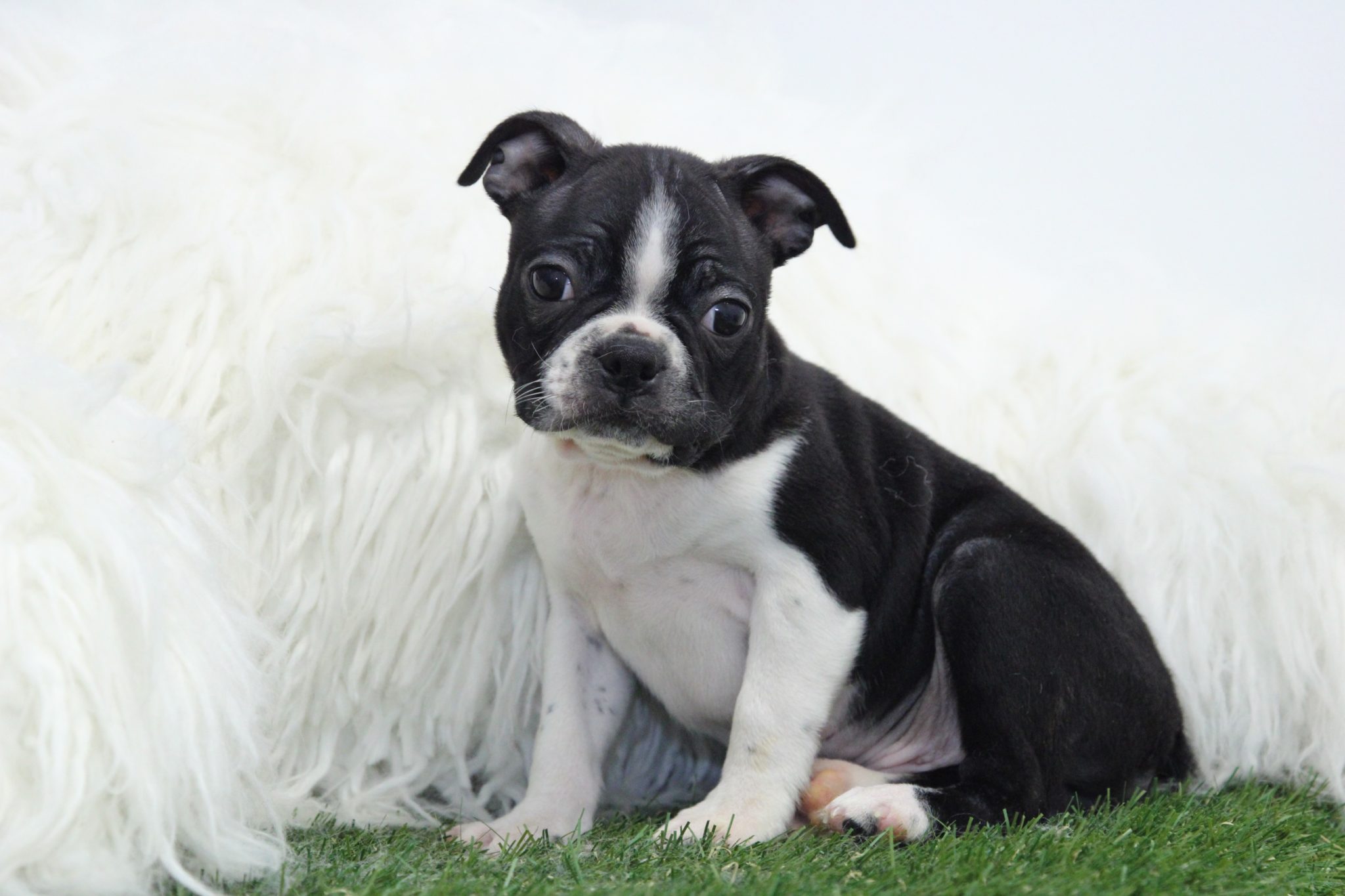 Mew - Cute Male Boston Terrier Puppy - Image 3