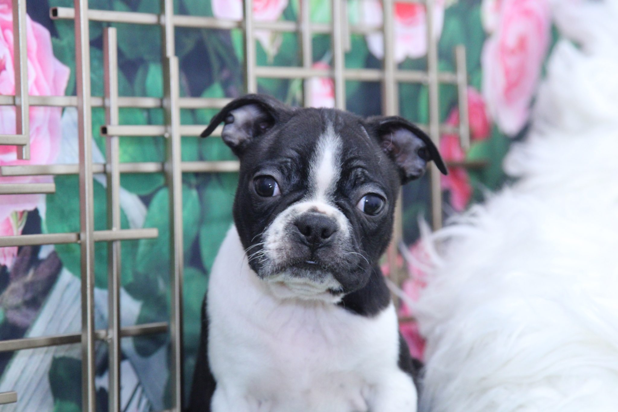 Mew - Cute Male Boston Terrier Puppy - Image 4