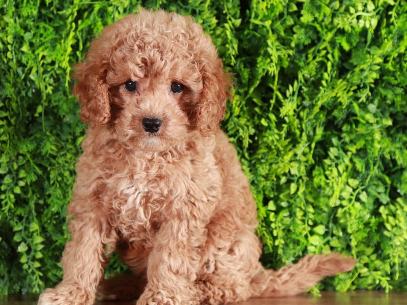 Mia - Sweetheart Cavapoochon - Puppies Online