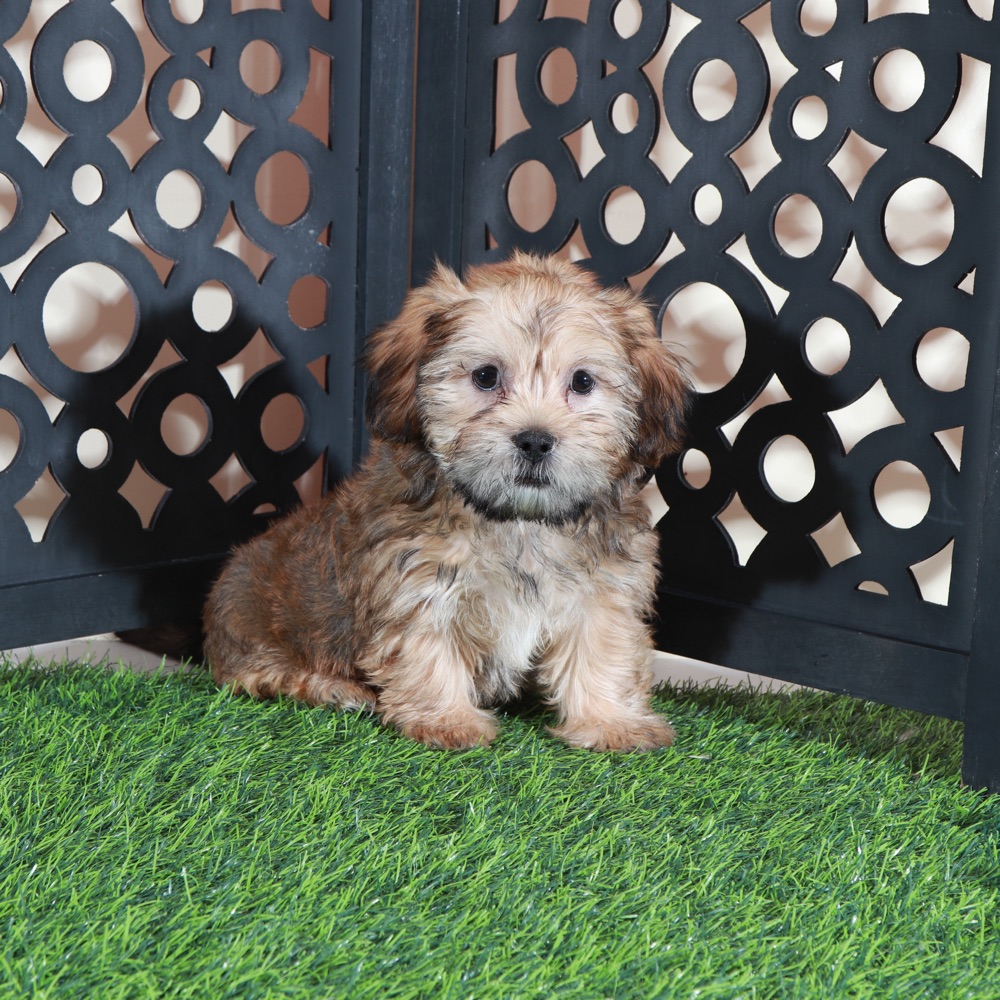 Mickey- Happy Male Shorkie Puppy