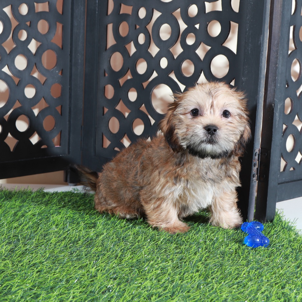 Mickey- Happy Male Shorkie Puppy - Image 2