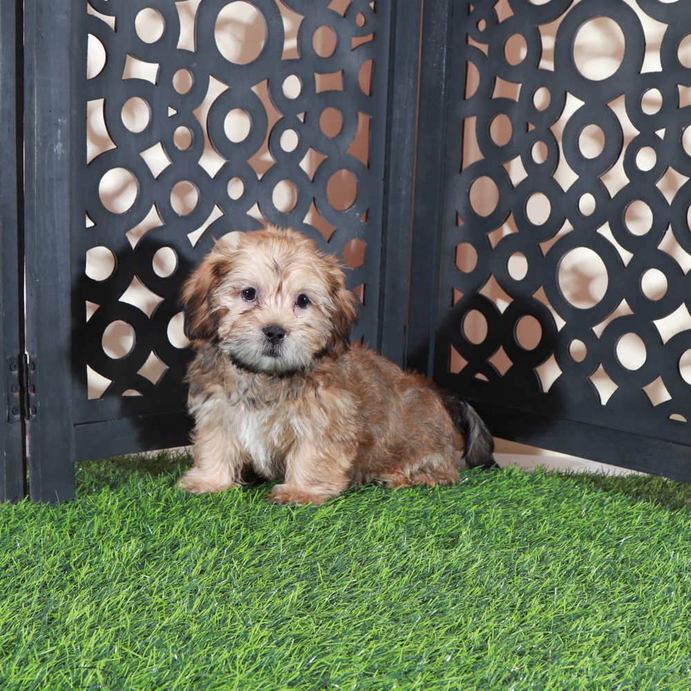 Mickey- Happy Male Shorkie Puppy - Image 3