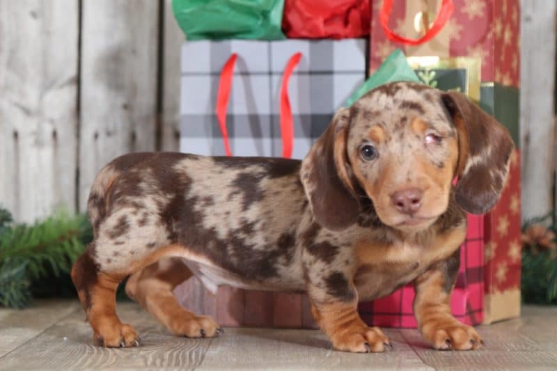 dapple doxie poo dapple doxie poo