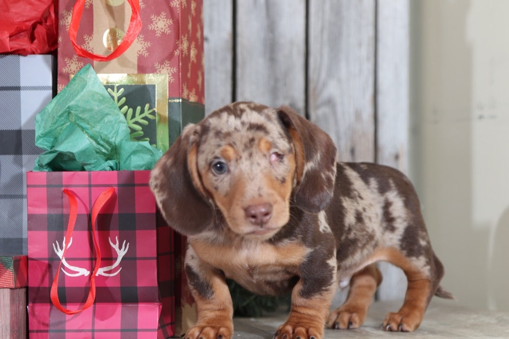 dapple doxie poo dapple doxie poo