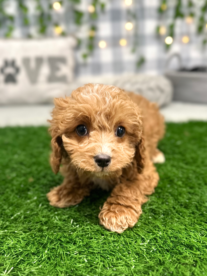 Mila - Lovable Female Cavapoo Puppy For Sale in Georgia - Image 5