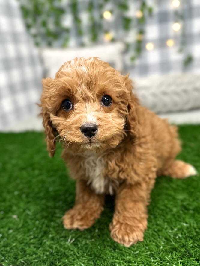 Mila - Lovable Female Cavapoo Puppy For Sale in Georgia - Image 4