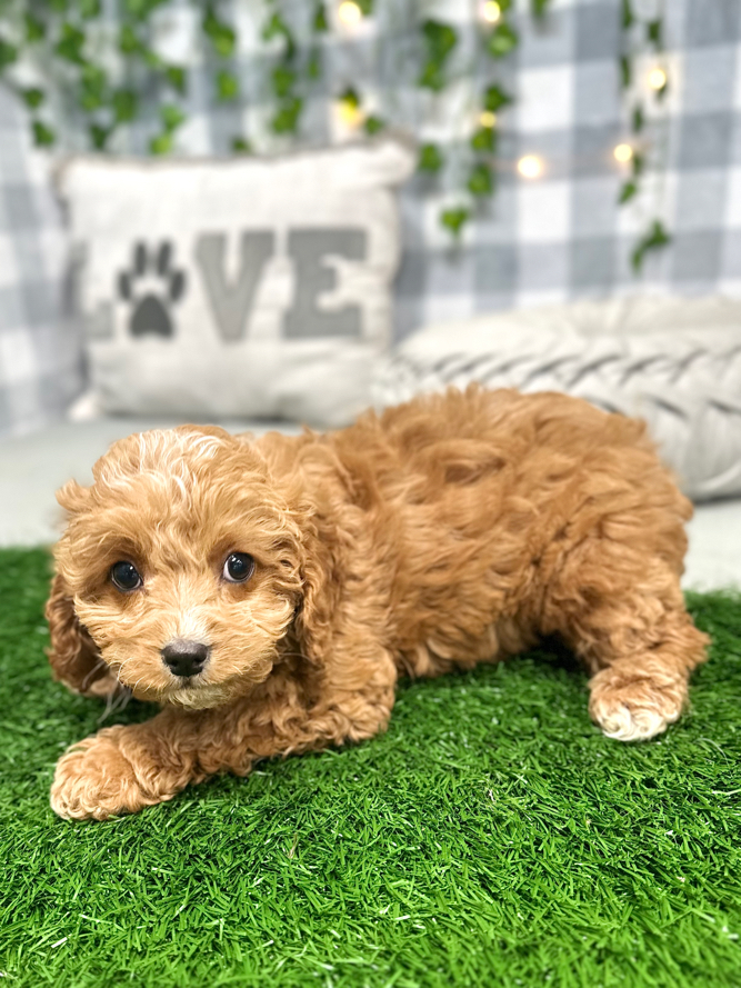 Mila - Lovable Female Cavapoo Puppy For Sale in Georgia - Image 2