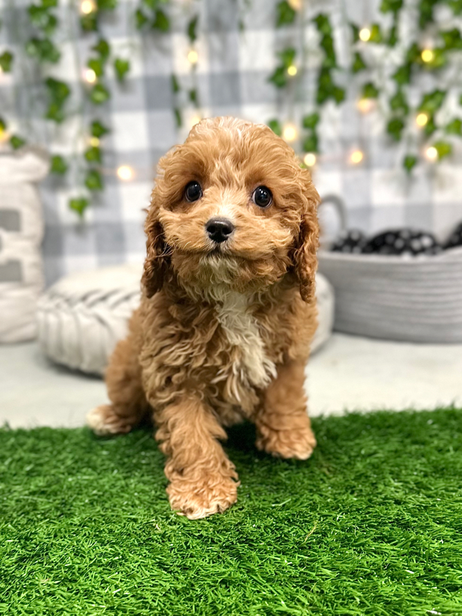 Mila - Lovable Female Cavapoo Puppy For Sale in Georgia - Image 3