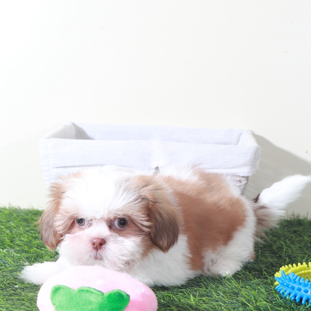 Millie-Sweet Female Shih-Tzu Puppy - Image 2