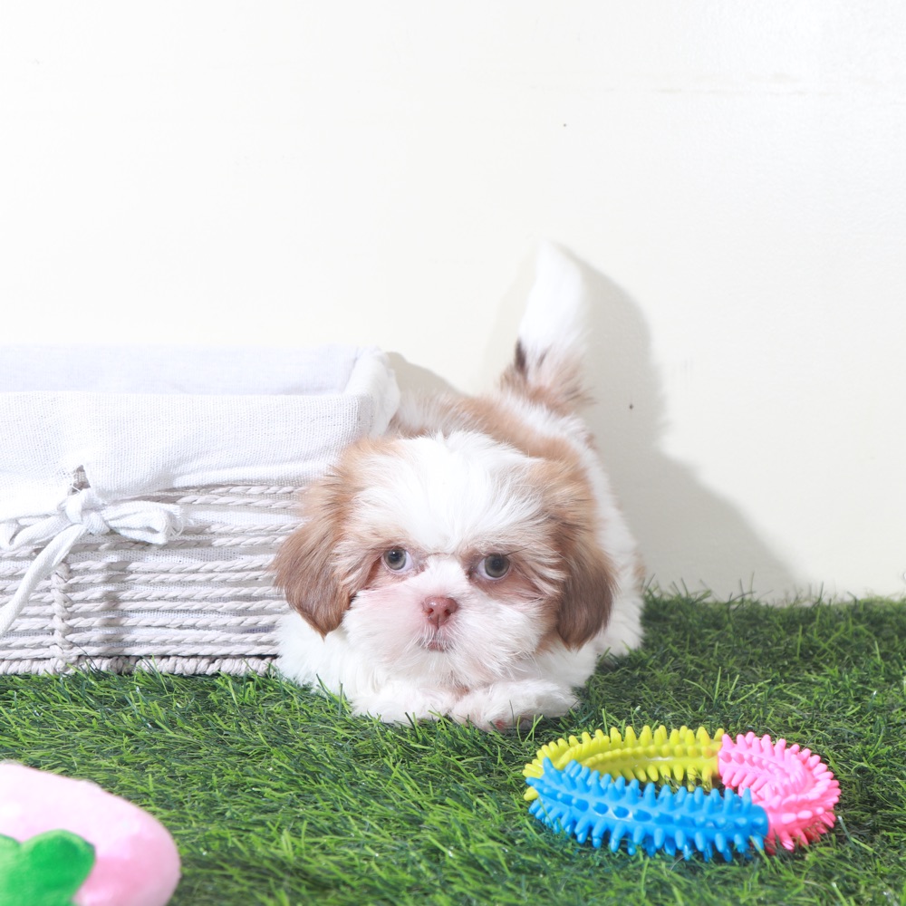 Millie-Sweet Female Shih-Tzu Puppy - Image 3