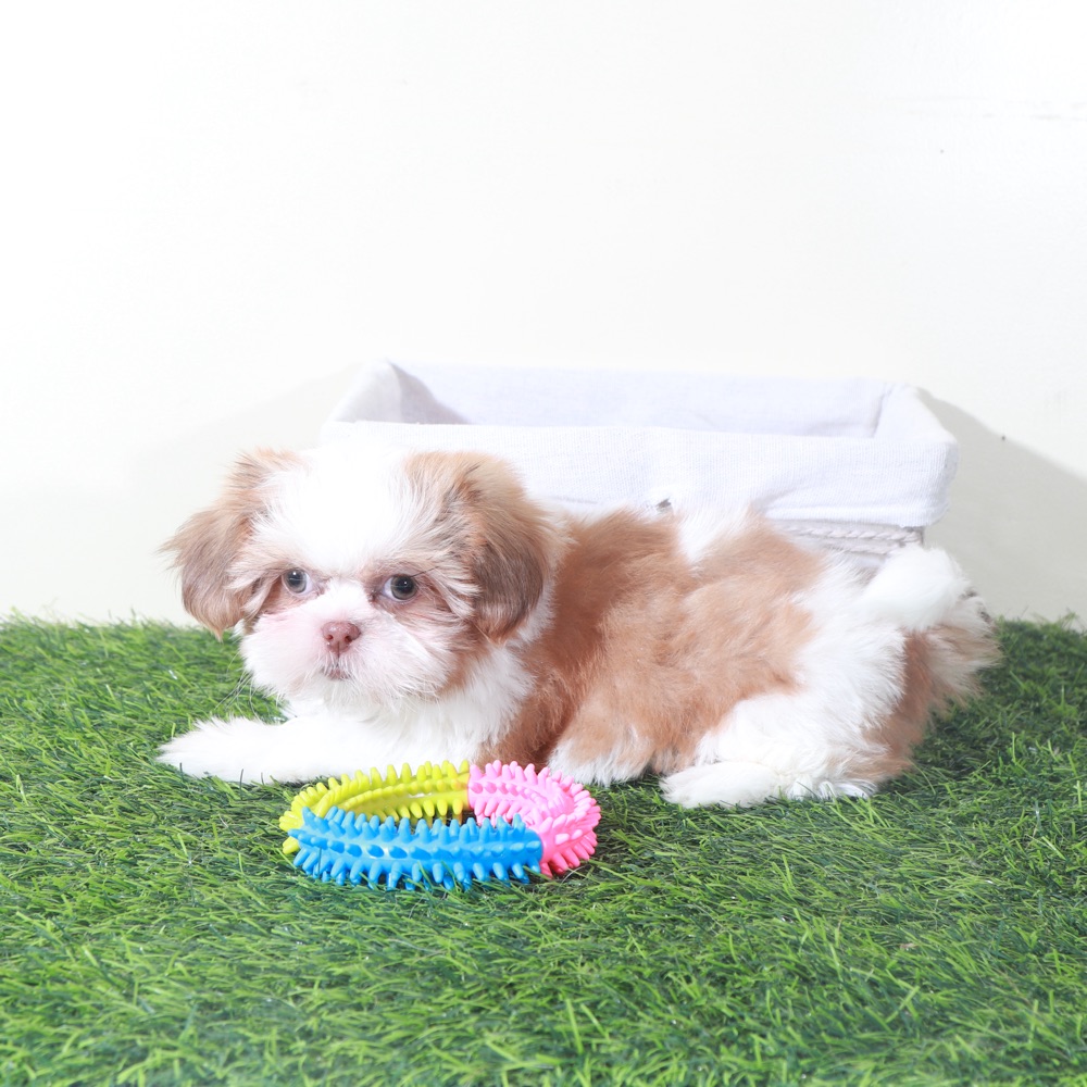 Millie-Sweet Female Shih-Tzu Puppy - Image 4