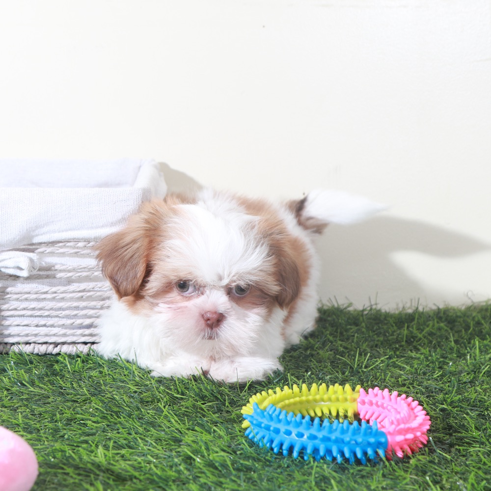 Millie-Sweet Female Shih-Tzu Puppy - Image 5